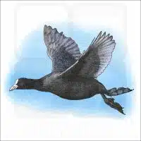 Eurasian Coot drawing
