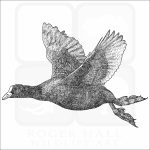 Eurasian Coot black and white drawing