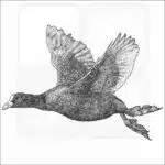 Eurasian Coot black and white drawing