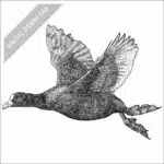 Eurasian Coot black and white stock drawing