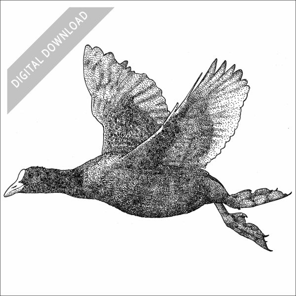 Eurasian Coot black and white stock drawing
