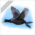 Eurasian Coot stock art drawing