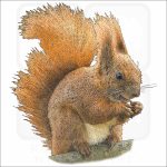 Eurasian Red Squirrel drawing