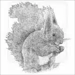 Eurasian Red Squirrel black and white drawing