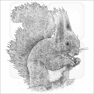Eurasian Red Squirrel black and white drawing