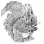 Eurasian Squirrel black and white stock drawing
