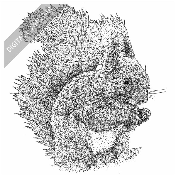 Eurasian Squirrel black and white stock drawing