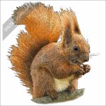 Eurasian Red Squirrel stock art drawing