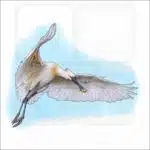 Eurasian Spoonbill drawing