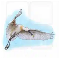Eurasian Spoonbill drawing