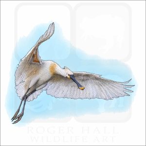 Eurasian Spoonbill drawing