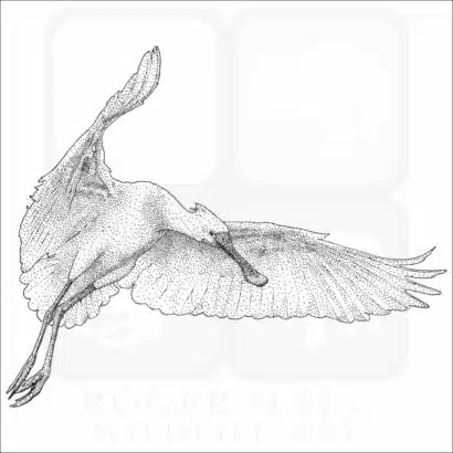 Eurasian Spoonbill black and white drawing