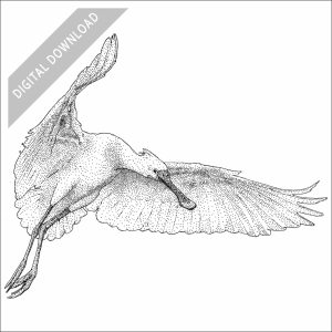 Eurasian Spoonbill black and white stock drawing
