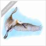 Eurasian Spoonbill stock art drawing