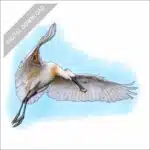 Eurasian Spoonbill stock art drawing