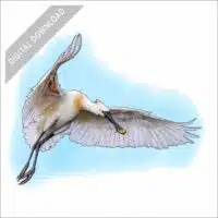 Eurasian Spoonbill stock art drawing