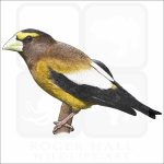 Evening Grosbeak illustration