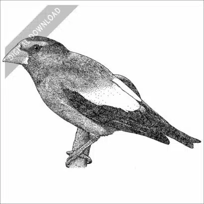 Evening Grosbeak black and white stock drawing