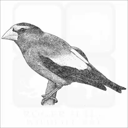 Evening Grosbeak black and white drawing