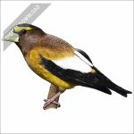 Evening Grosbeak stock art drawing