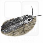 Eastern Eyed Click Beetle illustration