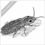 Eastern Eyed Click Beetle black and white stock drawing
