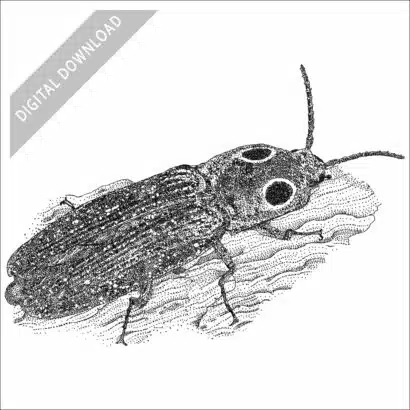 Eastern Eyed Click Beetle black and white stock drawing