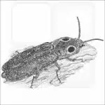 Eastern Eyed Click Beetle black and white drawing