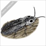 Eastern Eyed Click Beetle stock art drawing