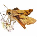 Fiery Skipper illustration