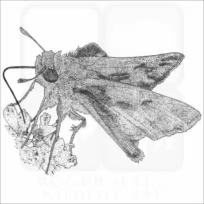 Fiery Skipper black and white drawing