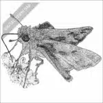 Fiery Skipper black and white stock drawing