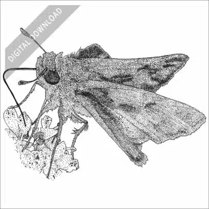 Fiery Skipper black and white stock drawing