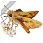 Fiery Skipper stock art drawing
