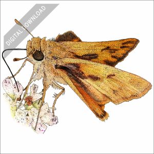 Fiery Skipper stock art drawing