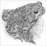 Houston Toad black and white drawing