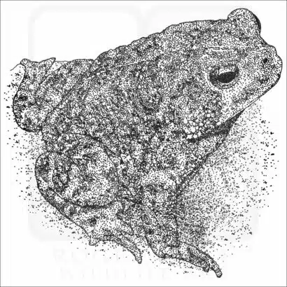 Houston Toad black and white drawing