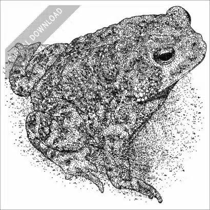 Houston Toad black and white stock art drawing