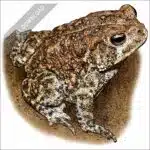 Houston Toad stock art drawing
