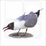 Laughing Gull drawing