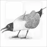 Laughing Gull black and white drawing