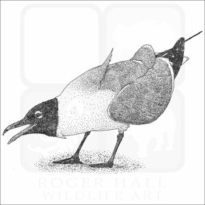 Laughing Gull black and white drawing