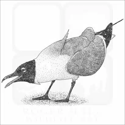 Laughing Gull black and white drawing