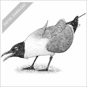 Laughing Gull black and white stock drawing