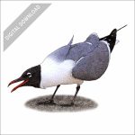 Laughing Gull stock art drawing