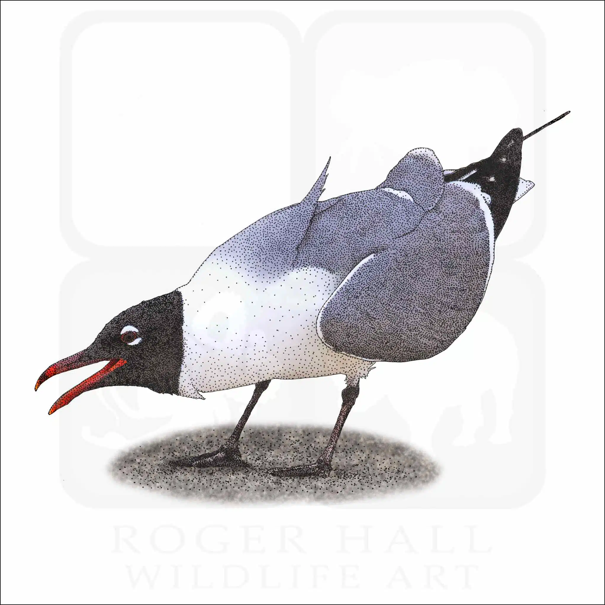 Laughing Gull Laughing Gull drawing