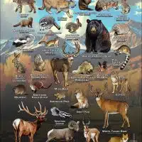 Mammals of El Paso County, Colorado poster