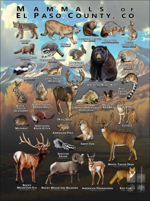 Mammals of El Paso County, Colorado poster