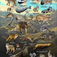 Mammals of Orange County, California poster print