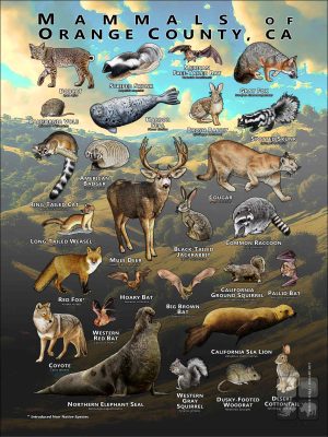 Mammals of Orange County, California poster print